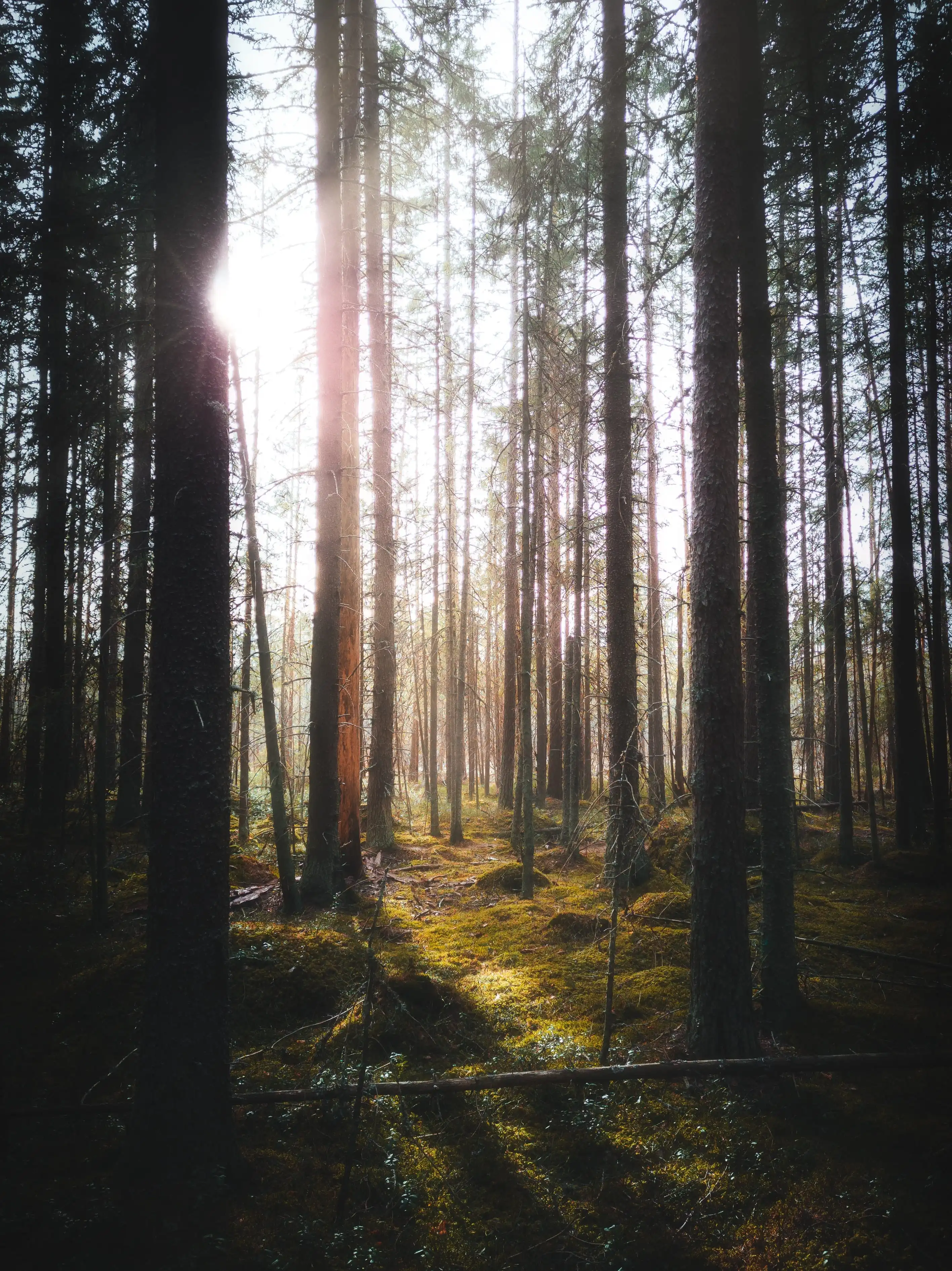 Мир вокруг нас